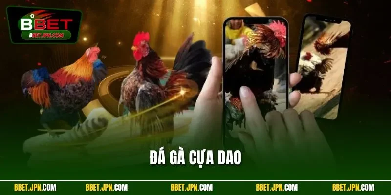 Đá Gà Cựa Dao | Hình Thức Chọi Kê BBET Đang Trải Nghiệm