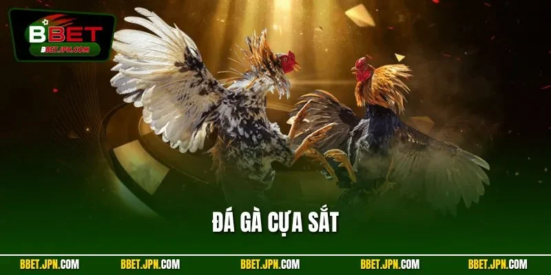 Đá Gà Cựa Sắt - Hình Thức Chọi Kê Đỉnh Cao Nhất Tại BBET