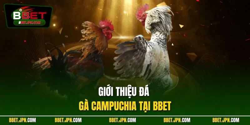 Giới thiệu đá gà Campuchia tại BBET